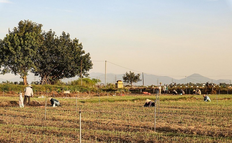 Để khuyến khích người dân mở rộng diện tích, UBND huyện Hưng Nguyên đã đầu tư lắp đặt hệ thống tưới tự động, hỗ trợ 50% giống và phân bón cho bà con. Ảnh: Thanh Phúc