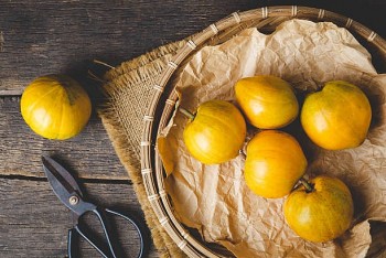 Loại "trứng" rơi đầy đất không ai nhặt lại có nhiều công dụng cực tốt với sức khỏe