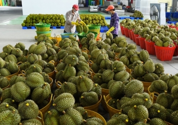 Chặt bỏ nông sản quý nhường chỗ cho sầu riêng, đừng để nay ồ ạt trồng mai kêu gọi giải cứu