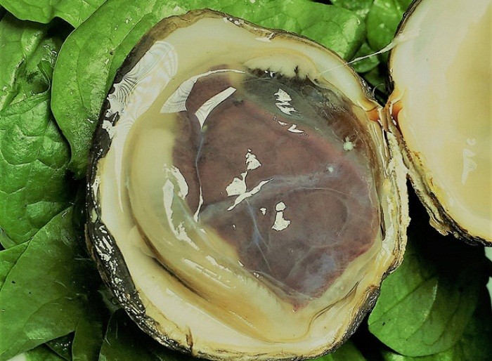 Con ngán biển chứa rất nhiều dưỡng chất tốt cho sức khỏe