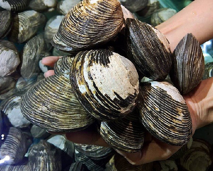 Cận cảnh hình ảnh con ngán biển khá giống với con ngao