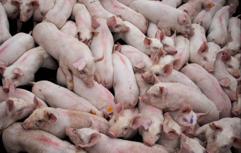 Giá heo hơi hôm nay 20/12 tiếp đà giảm, hệ lụy tái đàn ồ ạt giá heo còn giảm tới quý I/2023