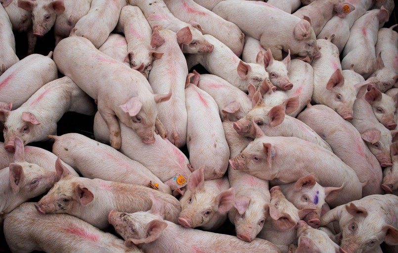 Do nguồn cung còn rất lớn nên giá heo hơi sẽ duy trì đà giảm kéo dài.