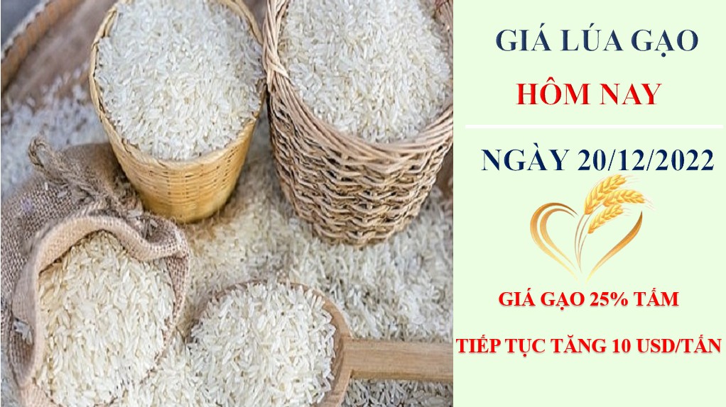 Giá lúa gạo hôm nay 20/12/2022: Giá gạo xuất khẩu tăng 10 USD/tấn