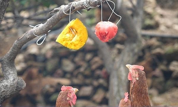 Phương pháp nuôi gà độc lạ khiến gà lười phải vận động nhiều hơn.