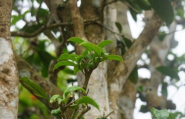 Cây chè cổ được cắt tán, bỏ toàn bộ lá, vận chuyển về nhà vườn.