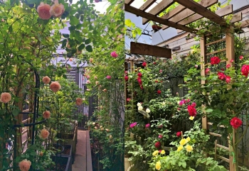 Làm vườn hồng tặng vợ, 9X khiến bao chị em xao xuyến mơ gặp ông chồng 'quốc dân'