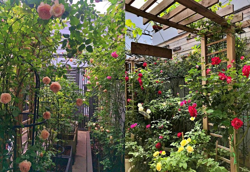 Hiện nay, khoảng sân rộng 50m2 đã được anh phủ kín bằng nhiều giống hoa hồng cho hoa quanh năm.