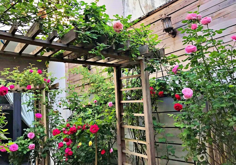 Một góc vườn hoa hồng nhà anh Đức. 