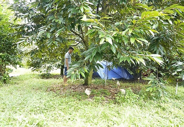 Nhiều nhà vườn sử dụng phân dơi để bón cho sầu riêng rất hiệu quả.