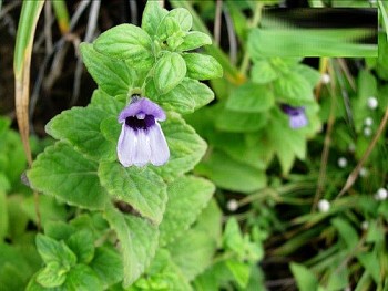 Thảo dược thanh nhiệt cho người bị mỡ gan, mỡ máu