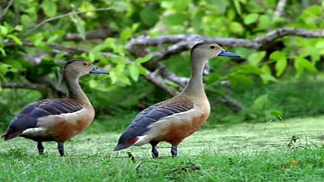  Chim le le hay còn được biết đến là vịt cổ xanh. Loài này sống hoang dại trong tự nhiên