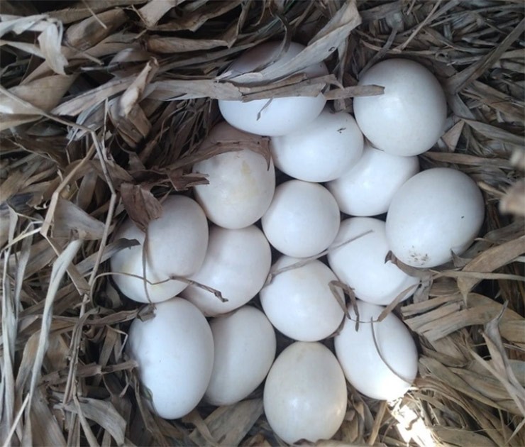 Thịt và trứng của chim le le được coi là đặc sản bổ dưỡng, có khả năng phục hồi sức khỏe và tăng cường sinh lực