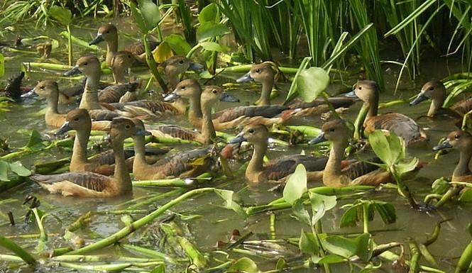 Le le có giá khá đắt đỏ, từ 500.000 - 600.000 đồng/con có trọng lượng trung bình 500 – 600gr, nhưng rất hiếm