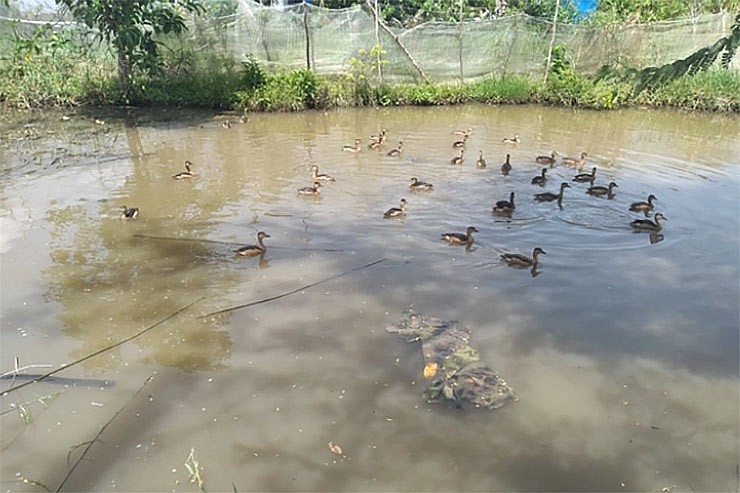 Hiện nhiều gia đình đã mở rộng mô hình nuôi chim le le và mang về nguồn thu nhập đáng kể 