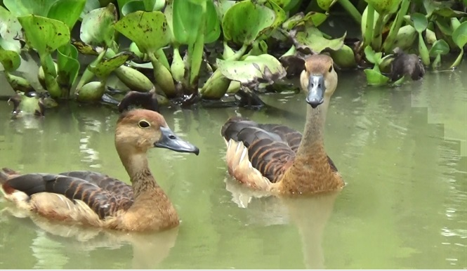 Nuôi le le không quá phức tạp, thức ăn chủ yếu là rau cỏ dại ở vườn, cá lòng tong, tép mòng, lúa nên thịt ngọt và thơm ngon