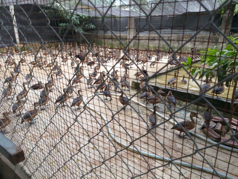 Ở Việt Nam, chim le le xuất hiện nhiều ở đồng bằng sông Cửu Long