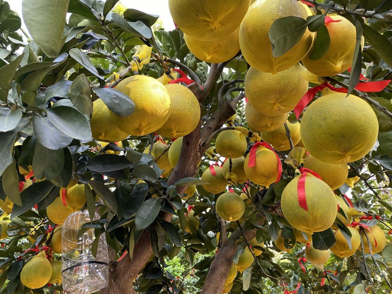 Dù còn hơn 1 tháng nữa mới tới Tết Nguyên đán nhưng những cây bưởi Diễn bonsai đã vượt hàng nghìn cây số để cập bến TP.HCM.