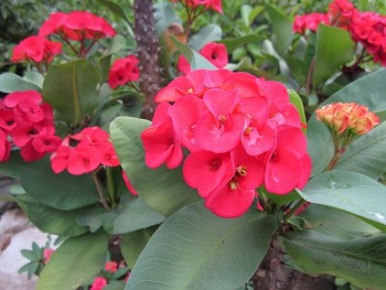 6 cây cảnh “ngại uống nước” vào mùa đông, tiếp nước quá tay cây sẽ bị thối và khô héo