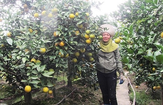 Từ vùng đất sét chai cứng bạc màu, vợ chồng anh Thúy đã biến thành vùng đất rất thuận lợi để trồng cam. Ảnh: Hải Tiến.