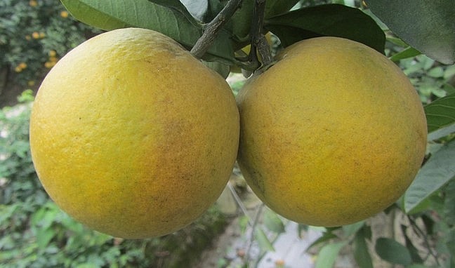 Vụ cam 2022 này, anh Thuý đã thu được 40 tấn quả, giá bán 70.000 đồng/kg. Ảnh: Hải Tiến.