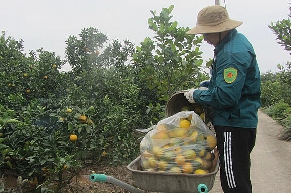 Vụ cam 2022 này, anh Thuý đã thu được 40 tấn quả, giá bán 70.000 đồng/kg. Ảnh: Hải Tiến.