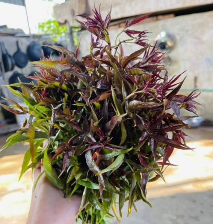 Phần ngọn của rau ngũ gia bì