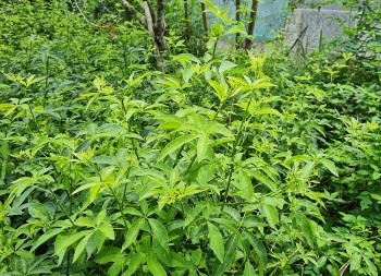 Rau dại xưa không ai thèm hái, nay là đặc sản nổi tiếng, trời rét đem nhúng lẩu thì ngon "nuốt lưỡi"