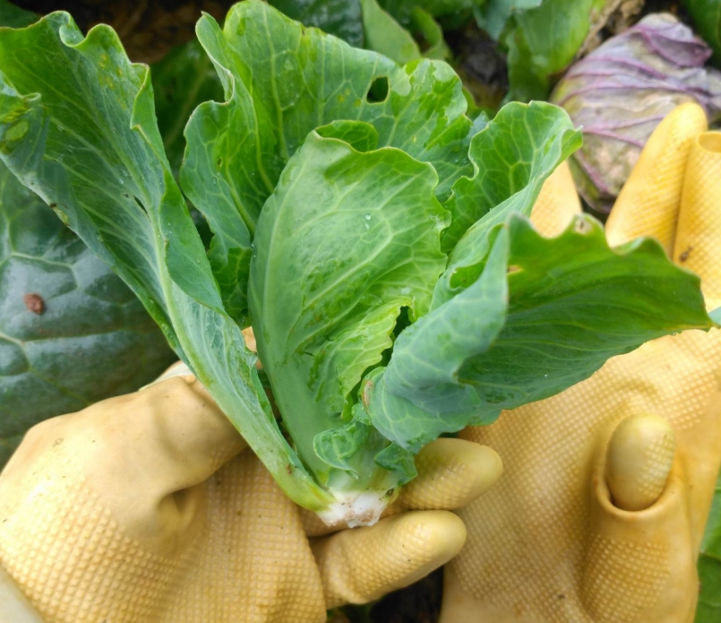 Mầm bắp cải mọc ở phần gốc của bắp cải đã thu hoạch