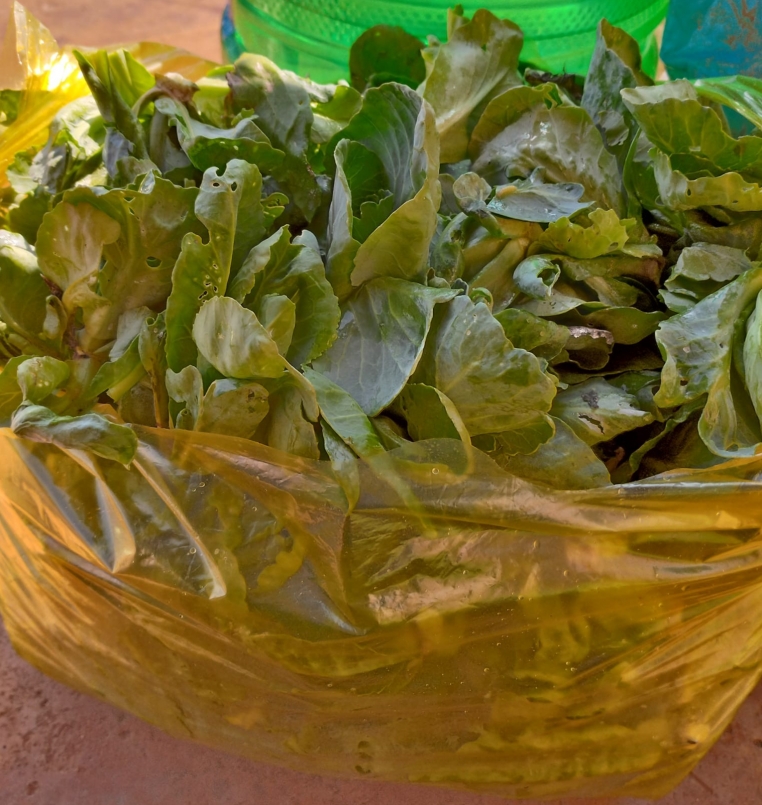 Giá bán lẻ loại mầm này đang ở mức 40.000 đồng/kg.