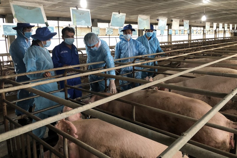 Nguy cơ dịch bệnh vẫn đe dọa sự an toàn của đàn heo. Nguy cơ dịch bệnh vẫn đe dọa sự an toàn của đàn heo.