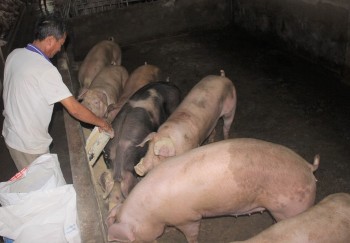 Giá heo hơi hôm nay 21/12 bất động, giá heo giảm sát mức 50.000 đồng/kg, căng mình bảo vệ đàn heo Tết