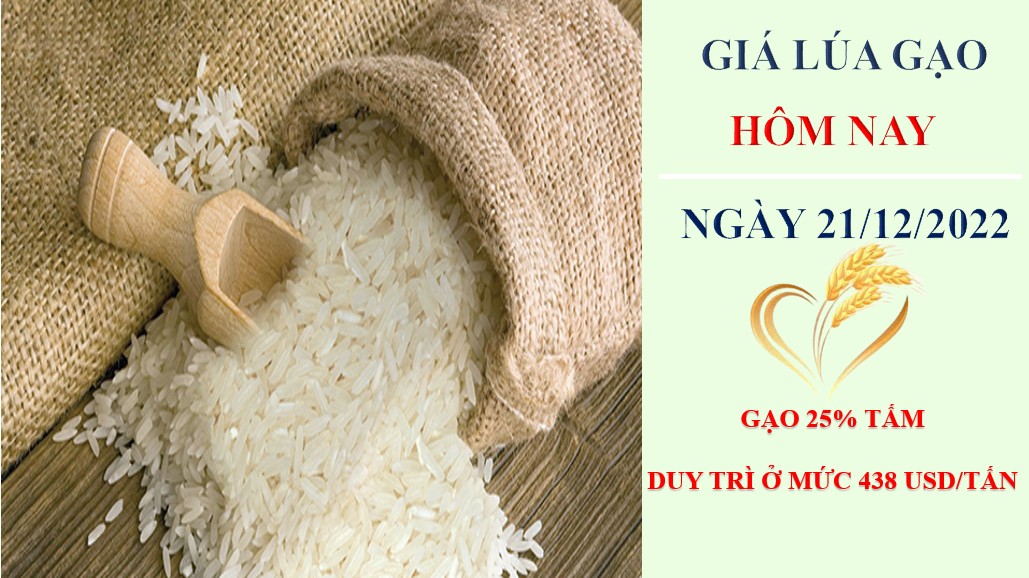 Giá lúa gạo hôm nay 21/12/2022: Nông dân chào bán lúa đông xuân với giá cao