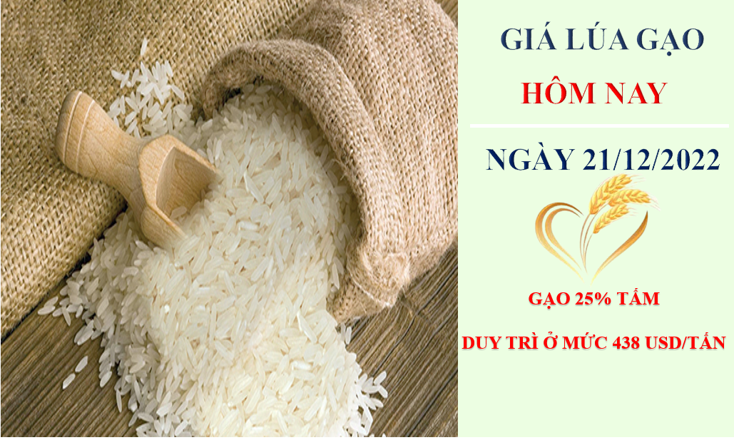 Giá lúa gạo hôm nay 21/12/2022: Nông dân chào bán lúa đông xuân với giá cao