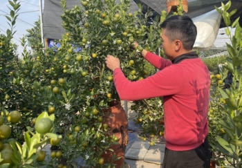 'Thủ phủ' quất Tứ Liên giá tăng gấp rưỡi, nhiều cây giá chục triệu, chưa Tết đã bán hết vườn