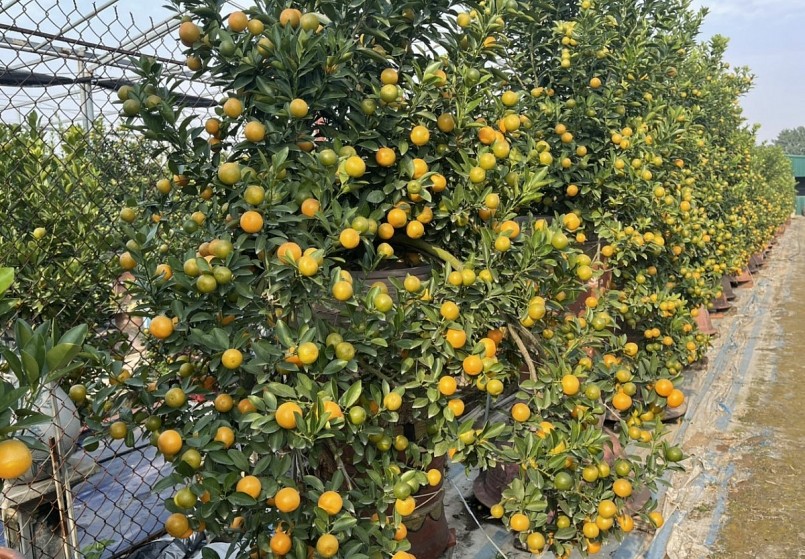 Quất cảnh Tết năm nay giá tăng cao từ 20 - 40%, có những cây quất trị giá vài chục triệu đồng.