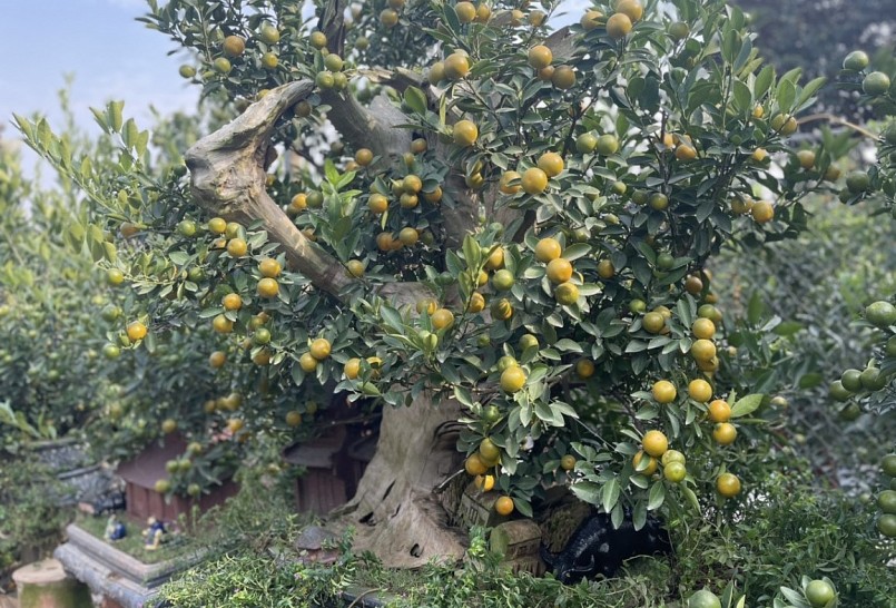 Các chủ vườn quất Tứ Liên đang dần chuyển đổi từ trồng quất dưới đất sang trồng quất bonsai trong những bình gốm.