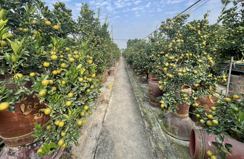Hiện tại quất vẫn còn xanh, nhưng chỉ khoảng chục ngày nữa là quất sẽ chín vàng. 