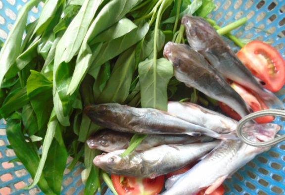 cá này thường sống ở sông, 