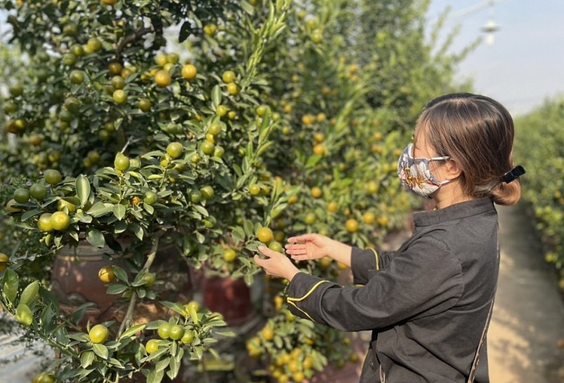 Để có những chậu quất đẹp, phục vụ thị trường Tết, các nhà vườn nơi đây đã bỏ nhiều công sức chăm sóc trong cả một năm. 