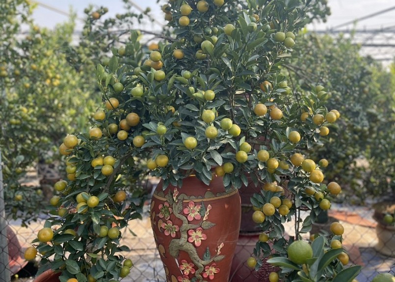 . Với những cây quất bonsai, do trồng trong chậu nên đòi hỏi công chăm sóc nhiều hơn.