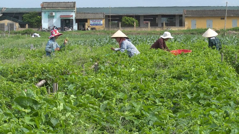 Thiên lý vốn là cây leo bờ rào hoặc leo trên giàn ở nông thôn nhưng những năm gần đây lại thành thứ có thể cho thu nhập cao