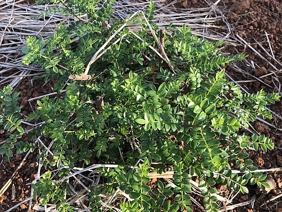 thường mọc hoang nhiều ở vùng núi, bờ rậm. Trước kia người ta thường thấy ở rừng hay bờ rẫy và gọi nó với cái tên dân dã là cây sọ chó. Qua thời gian, loài cây này dần bị thu hẹp, rất khó để tìm thấy.