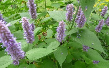 Loại cây dân dã giúp giải cảm, chống nôn cực tốt