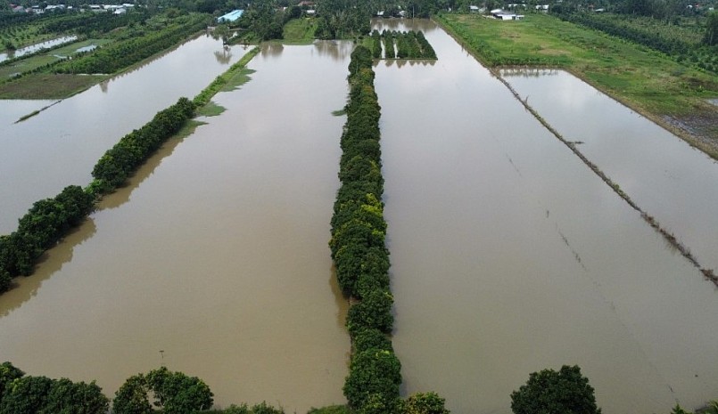 Trong mùa lũ người dân tiến hành nuôi cá trên ruộng để thay thế vụ lúa Thu Đông.