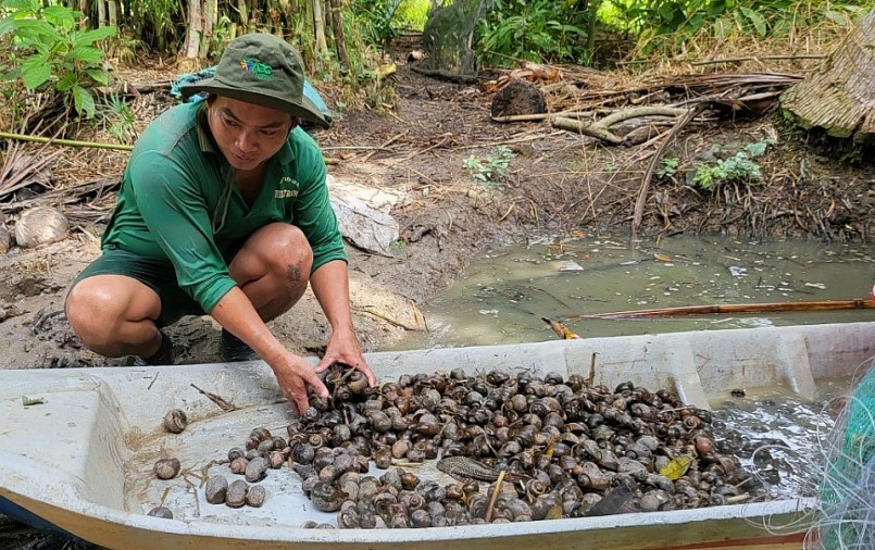 Ngoài thu hoạch cá trên ruộng, người dân còn có thêm những loài thủy sản khác.