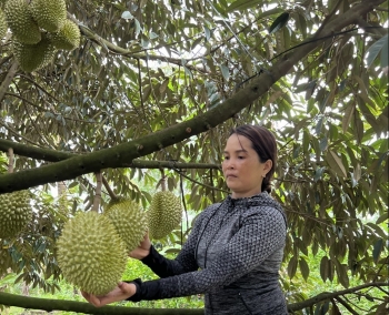 Nâng tầm trái cây vua sầu riêng theo hướng canh tác sạch để đón sóng xuất khẩu