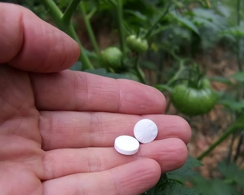 Aspirin - tác nhân tạo rễ cực đỉnh cho cây cảnh