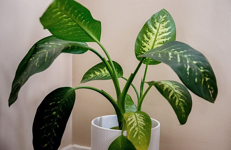 khô héo, rụng lá, thiếu sức sống