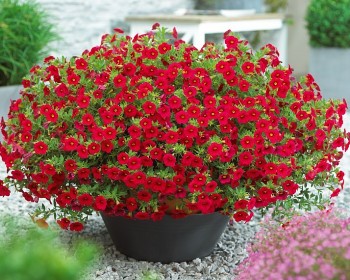 Cho "uống" loại thuốc này, cây cảnh sẽ chấp mùa đông lạnh giá, hoa nở vỡ chậu dịp Tết